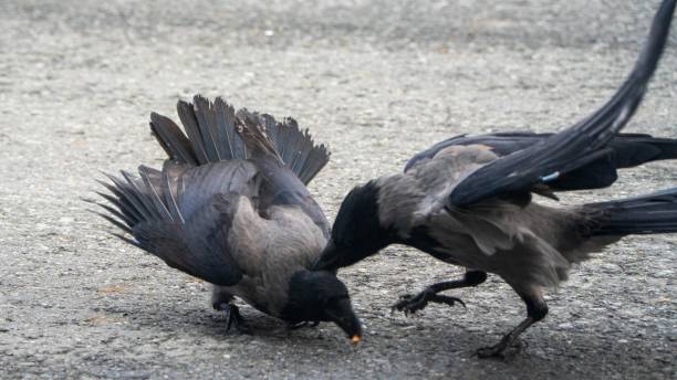 istock A crow pecked another for food fight 2176527290