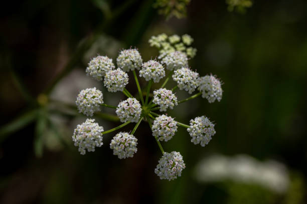 Common boneset (eupatorium perfoliatum) flowering in a marsh in Ontario.