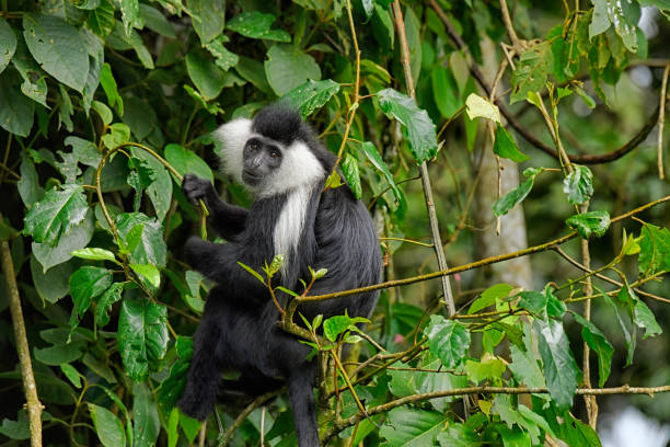 A wild Angolan Black-and-white Colobus Monkey is seen in this photo.  The Angolan Black-and-white Colobus Monkey is listed as Vulnerable  (IUCN 3.1).  The primate is seen in an open area on tree branches in the forest.  The monkey has a black and white face and long white fur on its back and shoulders.  The eyes of the monkey are red.  The primate is holding onto branches.