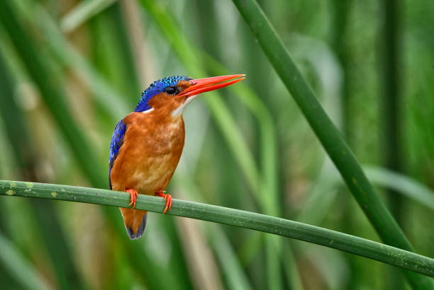 istock Malachite kingfisher perching on a grass blade in a marsh 2176535842