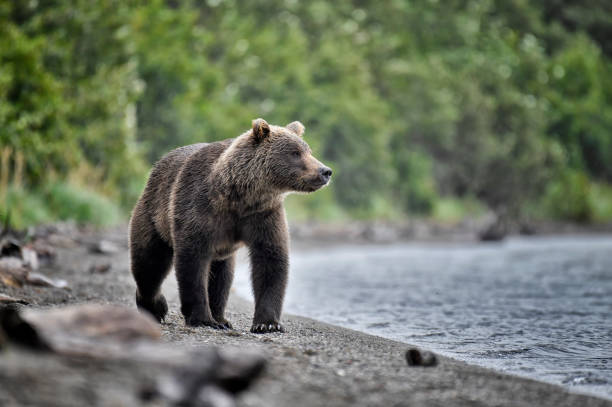 istock Brown Bear sow walking on a lake beach in Alaska 2176535856