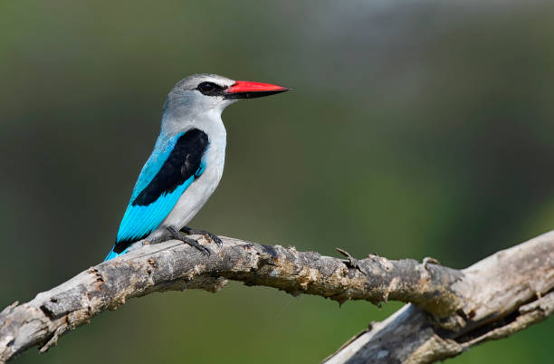 A Woodland kingfisher is seen perching on a deadwood branch.  The small colorful bird of prey has many shades of black, red and blue.  This kingfisher lives in the woodland and eats small insects.  It does not depend of fish or rivers to survive.