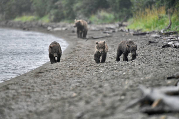 istock Brown Bear and three cubs walking on a beach in the Alaskan wilderness 2176536169