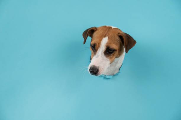 istock Funny dog muzzle from a hole in a paper blue background. Copy space. 2176538028