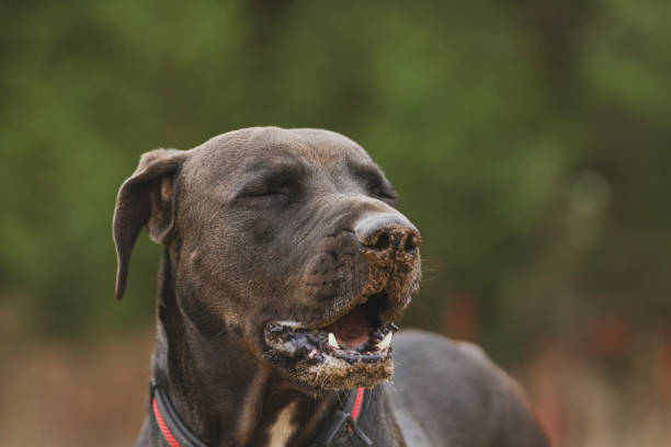 istock A pitbull yawning with a dirty face. 2176546602