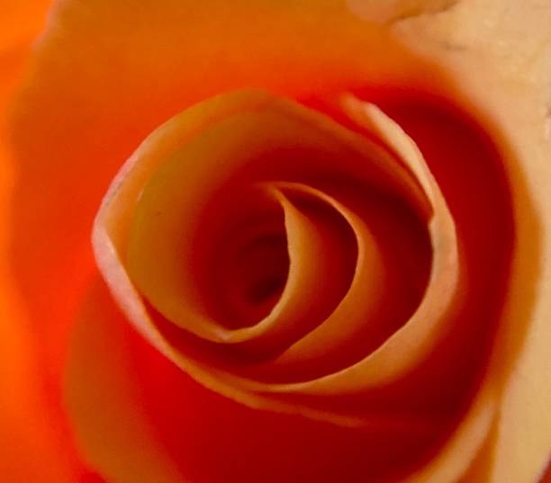 istock Crazy Love Grandiflora Rose Extreme Closeup 2176549138