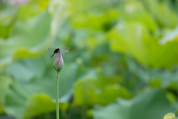 Dragonflies on lotus flowers