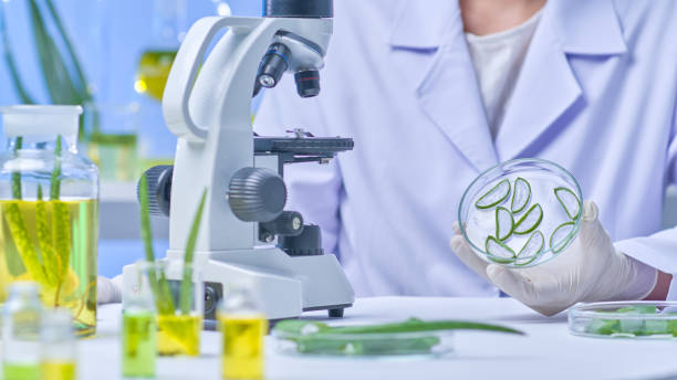 istock An instance of an aloe experiment in a contemporary lab 2176556888