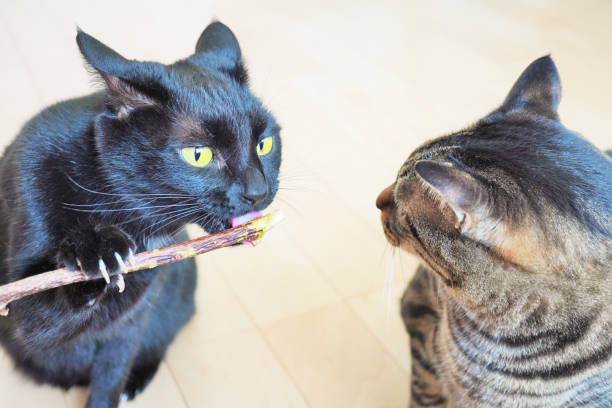 istock A black cat licking a silver vine branch and a pheasant cat staring at it 2176559956