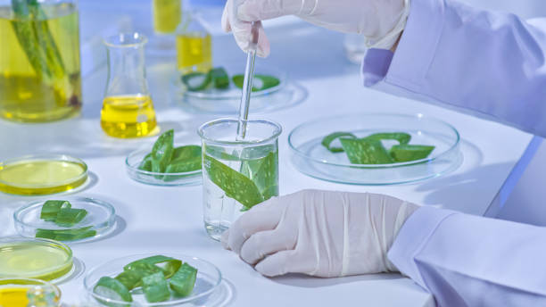 istock An instance of an aloe experiment in a contemporary lab 2176561348