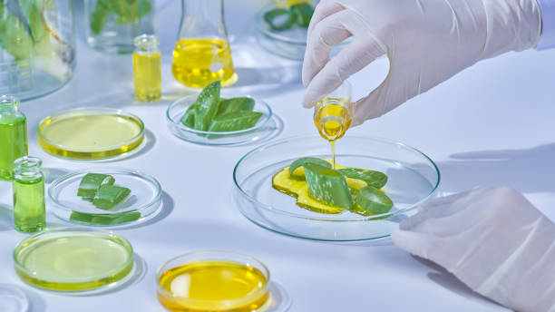 istock An instance of an aloe experiment in a contemporary lab 2176561394