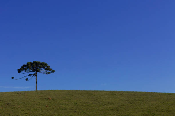 istock Araucaria tree typical of southern Brazil. 2176561912