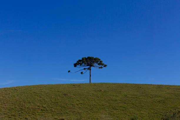 Isolated Araucaria in the field.