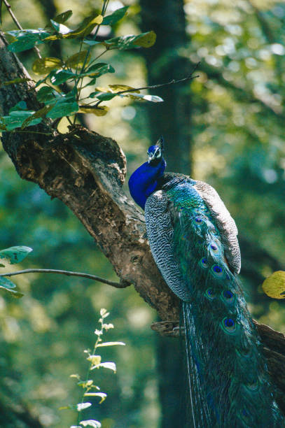 istock peacock at ranthambore nation park, india 2176562095