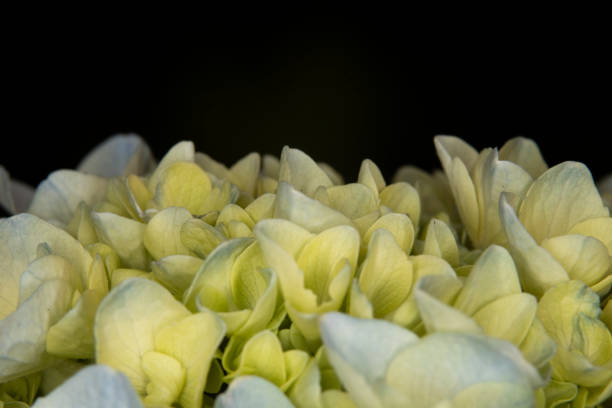 Close up of white and blue hydrangea cluster, also know as Mophead or hortensia, this purple blue flower represents gratitude and empathy. With copy space