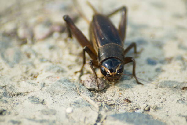 istock Enma cricket (Teleogryllus emma) full of vitality 2176567089