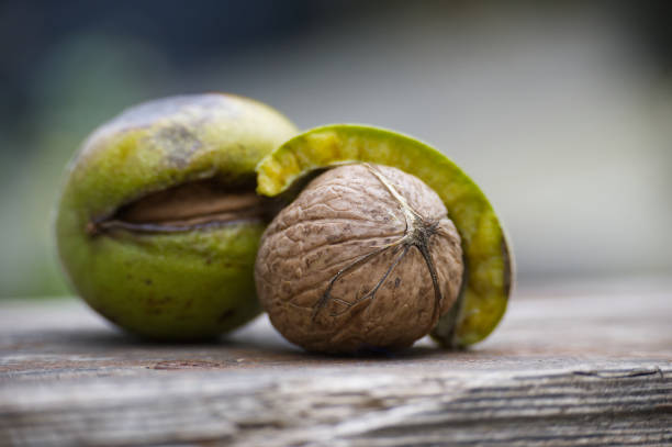 Detailed image of assorted nuts and seeds resting on rustic ground, highlighting textures and natural colors, perfect for autumn themes and organic product concepts.