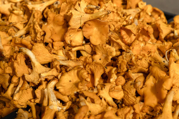 Mushroom Background. Chanterelles mushrooms just picked in the forest. High quality photo