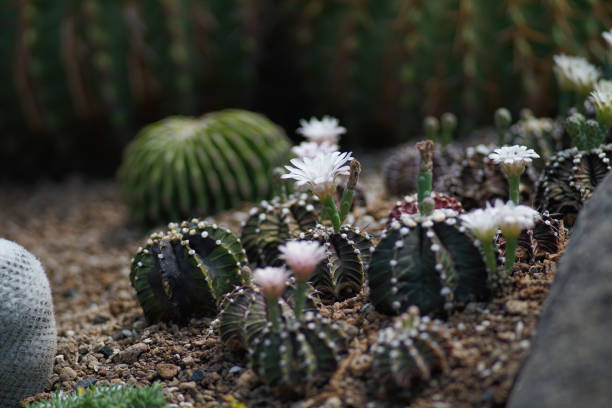 White Gymnocalycium cactus flower