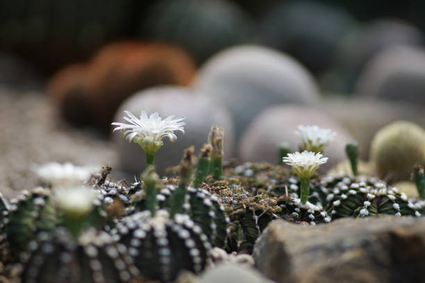 White Gymnocalycium cactus flower