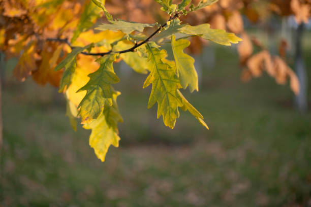 A close-up shot of bright green and yellow oak leaves on a tree branch, with the blurred background of a park. The sunlight gently illuminates the leaves, highlighting the contrast between the fresh green tones and the warmer autumnal colors of orange and brown in the distance. The soft focus on the background enhances the peaceful, natural atmosphere, evoking the transition between summer and fall.