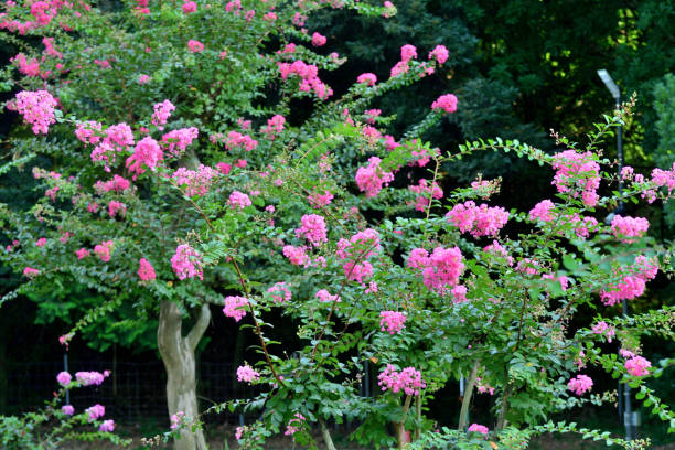 istock Lagerstroemia indica / Crape myrtle: Glorious Clouds of Colorful, Long-lasting Blooms 2176576006