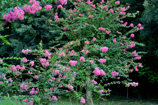 istock Lagerstroemia indica / Crape myrtle: Glorious Clouds of Colorful, Long-lasting Blooms 2176576054