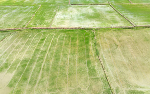 istock Methane emission from rice farming  from traditional flooded-field. 2176576963