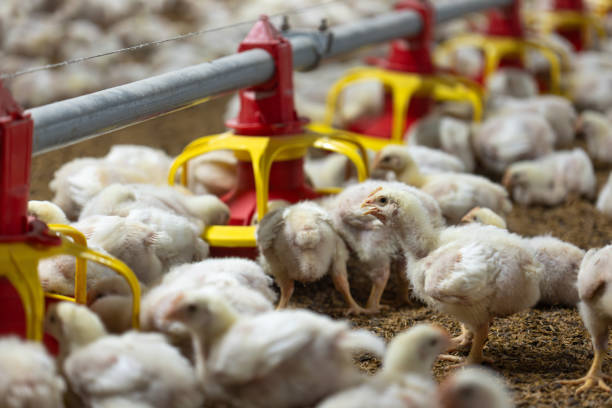 istock Chicken automatic feeding in close farm, temperature and light control , Thailand. 2176576967