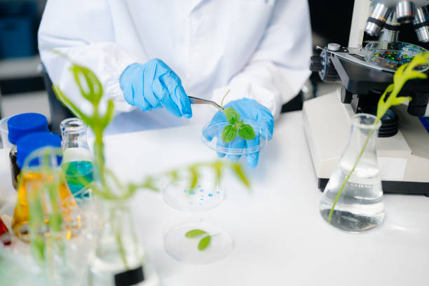 istock Food science as lab scientists test and analyze vegetables for safety and quality using advanced technology 2176578945