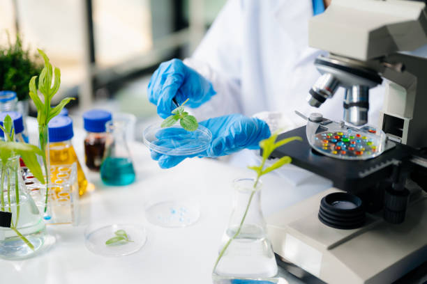 istock Food science as lab scientists test and analyze vegetables for safety and quality using advanced technology 2176578963