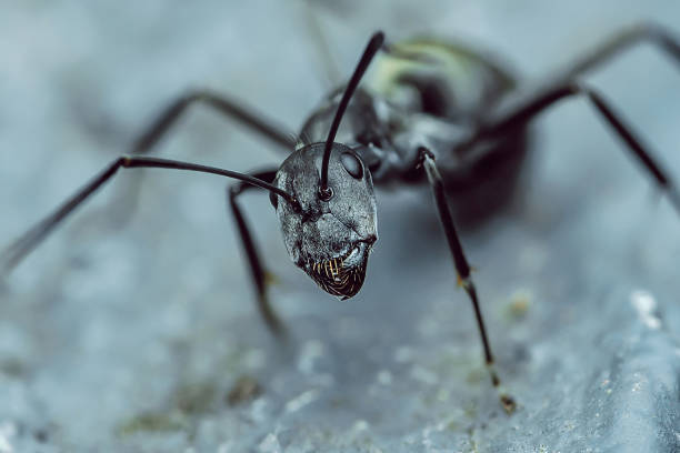 istock Black ant standing on a rock with a blurred background. 2176581297