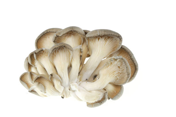 istock oyster mushroom isolated on white background 2176582035