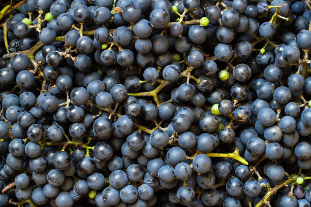 istock Harvest of blue natural grapes. 2176582103
