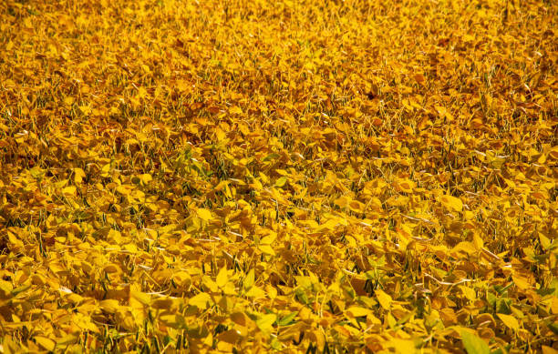 a beautiful sunlit soybean field ready for harvest