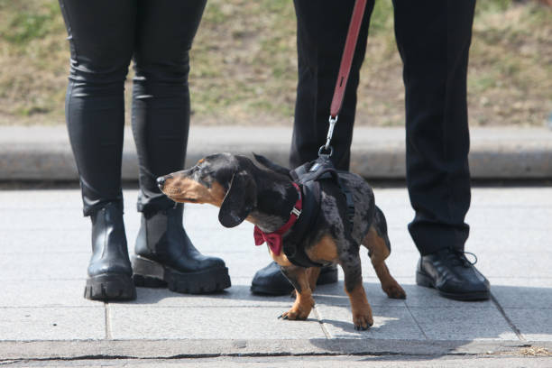 istock dachshund next to  his owners legs 2176583581