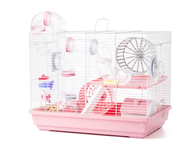 istock A spacious animal cage featuring tunnels, exercise wheel, and various enrichment items 2176593017