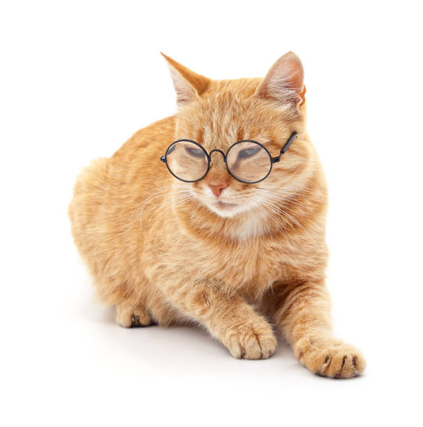 istock Cat in stylish glasses. 2176594329