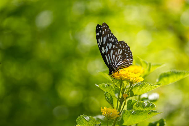 Beautiful butterfly in the garden
