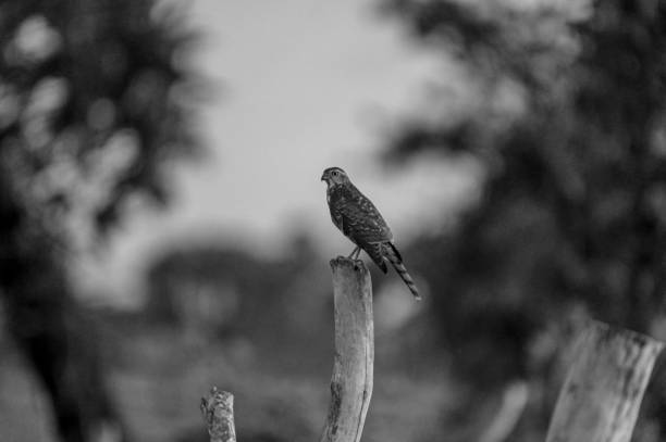 istock Birds of life 2176597186