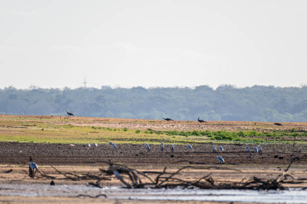 istock Nature of wild 2176597281