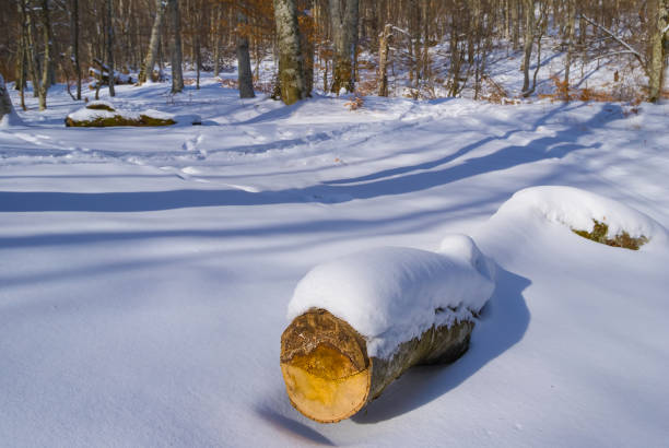 closeup tree log lie on snowbound forest glade, season deforestation scene