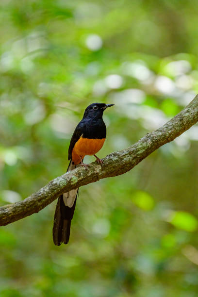 istock Birds of life 2176597808