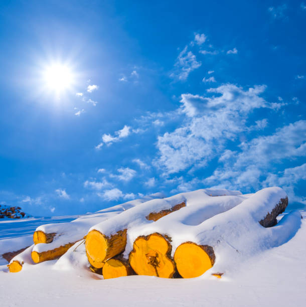 closeup tree log lie on snowbound forest glade at bright sunny day, season deforestation scene