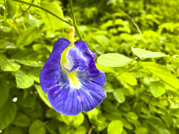 A vibrant close-up of the Clitoria ternatea, commonly known as Asian Pigeonwings or Butterfly Pea flower, showcasing its deep blue petals and delicate structure. This medicinal and ornamental plant is widely valued for its unique color and health benefits, used in herbal teas, natural dyes, and traditional medicine
