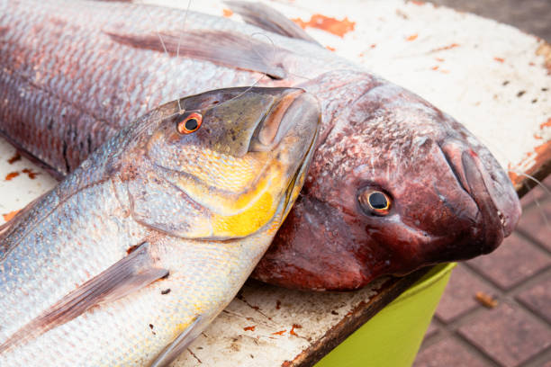 Street stall with two freshly caught fish still holding the fishing line in their mouths. Daylight. Profile view of the two animals