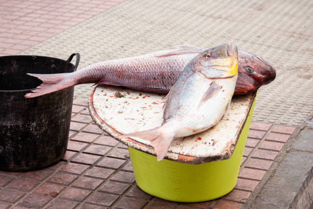 Two freshly caught fish are for sale in a small street fish market. There is a wooden counter on top of a yellow bucket.