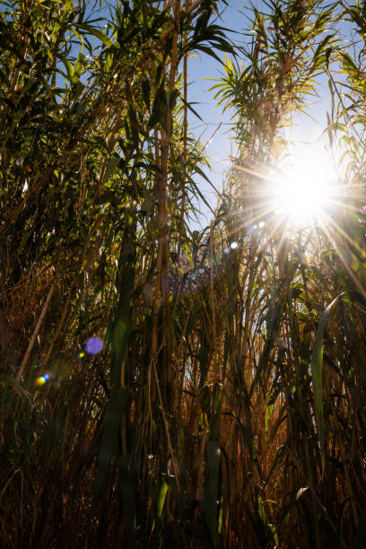 During the sunny mornings, sunbeams pass through the wild reeds of their creation near the Mediterranean Sea of the Azahar coast, located in Alcossebre (Castellón de la Plana