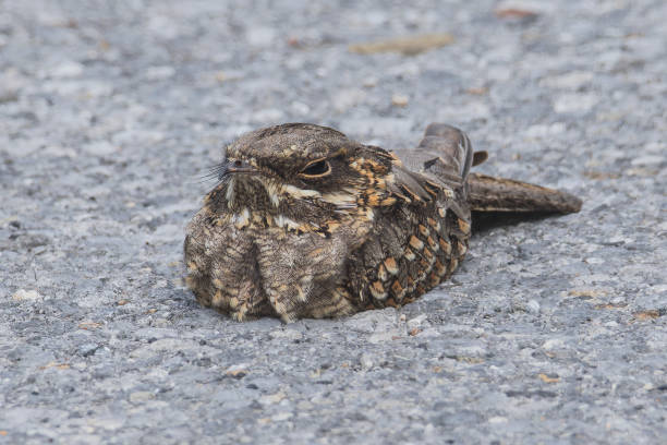 istock The cryptic Indian Nightjar sleeping on the road 2176602009