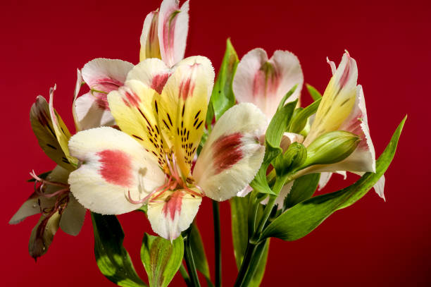 istock Blooming white-pink Alstroemeria Rebecca on a red background 2176602467